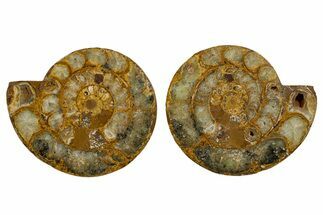 Cut & Polished Jurassic Ammonite (Perisphinctes) Fossil #344946