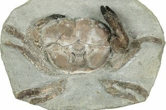 Oligocene Fossil Crab (Branchioplax) - Washington State #345497