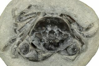 Fossil Crabs For Sale