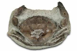 Eocene Fossil Crab (Pulalius) - Washington State #345512