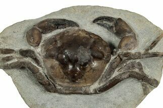 Eocene Fossil Crab (Pulalius) - Washington State #345514