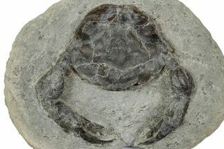 Eocene Fossil Crab (Pulalius) - Washington State #345516