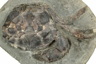 Eocene Fossil Crab (Pulalius) - Washington State #345519