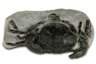 Eocene Fossil Crab (Pulalius) - Washington State #345520
