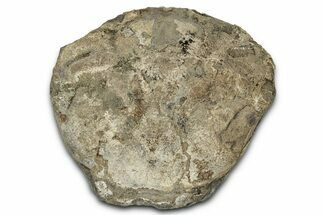 Eocene Fossil Crab (Pulalius) Cephalothorax - Washington State #345522