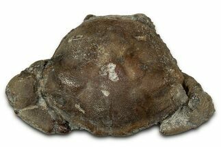 Eocene Fossil Crab (Pulalius) - Washington State #345526