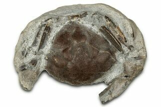 Eocene Fossil Crab (Pulalius) - Washington State #345528