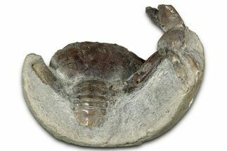 Eocene Fossil Crab (Pulalius) - Washington State #345530