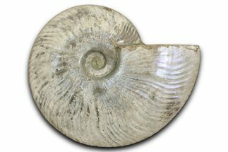 Silver Iridescent Ammonite (Cleoniceras) Fossil - Madagascar #345589