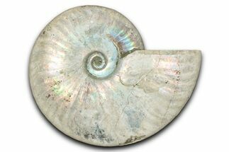 Silver Iridescent Ammonite (Cleoniceras) Fossil - Madagascar #345595