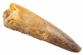Fossil Spinosaurus Tooth - Real Dinosaur Tooth #345543