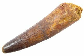 Fossil Spinosaurus Tooth - Real Dinosaur Tooth #345545