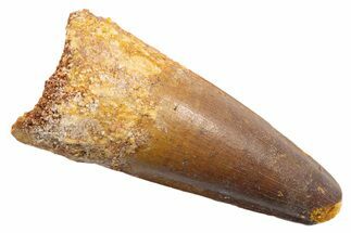 Fossil Spinosaurus Tooth - Feeding Worn Tip #345566