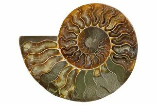 Cut & Polished Ammonite Fossil (Half) - Madagascar #345618