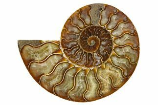 Cut & Polished Ammonite Fossil (Half) - Madagascar #345621