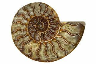 Cut & Polished Ammonite Fossil (Half) - Madagascar #345622