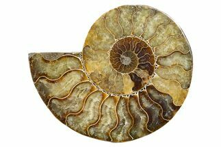 Cut & Polished Ammonite Fossil (Half) - Madagascar #345630