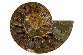 Cut & Polished Ammonite Fossil (Half) - Deep Crystal Pockets #345634