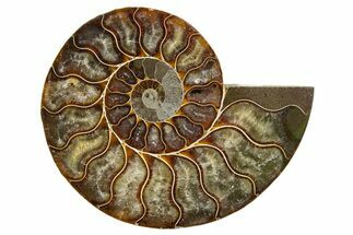 Cut & Polished Ammonite Fossil (Half) - Madagascar #345639