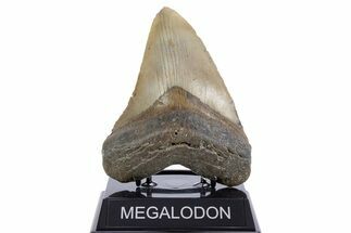 Serrated, Fossil Megalodon Tooth - North Carolina #345668