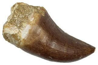 Fossil Prognathodontid Mosasaur Tooth - Morocco #345134