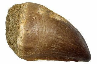 Fossil Prognathodontid Mosasaur Tooth - Morocco #345136