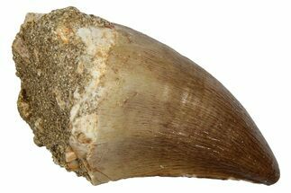 Fossil Mosasaur (Thalassotitan) Tooth - Morocco #345170