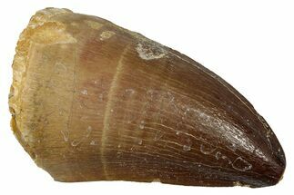 Fossil Mosasaur (Thalassotitan) Tooth - Morocco #345176