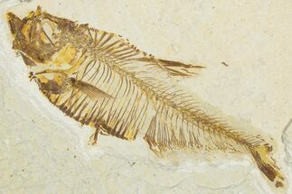 Bargain, Fossil Fish (Diplomystus) - Wyoming #345464