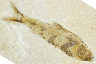 Bargain, Fossil Fish (Knightia) - Wyoming #345473