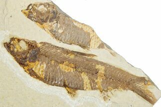 Bargain, Fossil Fish (Knightia) - Wyoming #345478