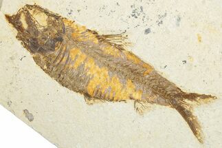 Detailed Fossil Fish (Knightia Alta) - Wyoming #345499