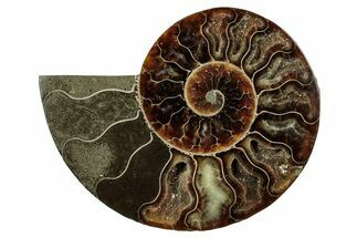 Cut & Polished Ammonite Fossil (Half) - Madagascar #345644