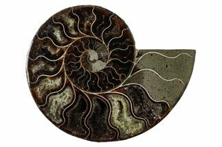 Cut & Polished Ammonite Fossil (Half) - Madagascar #345645