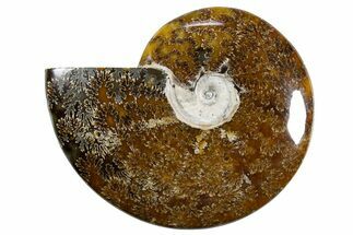 Polished Ammonite (Cleoniceras) Fossil - Madagascar #345547