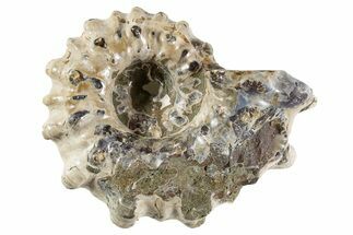 Bumpy Ammonite (Douvilleiceras) Fossil - Madagascar #343801