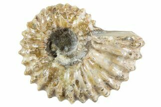 Bumpy Ammonite (Douvilleiceras) Fossil - Madagascar #343802