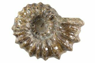 Bumpy Ammonite (Douvilleiceras) Fossil - Madagascar #343803