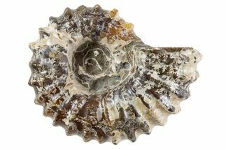 Bumpy Ammonite (Douvilleiceras) Fossil - Madagascar #343804