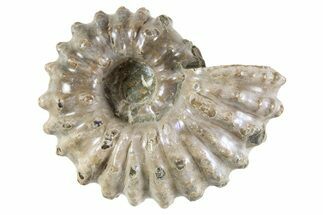 Bumpy Ammonite (Douvilleiceras) Fossil - Purple Iridescence #343810