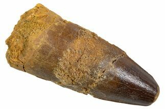 Juvenile Fossil Spinosaurus Tooth - Real Dinosaur Tooth #345875
