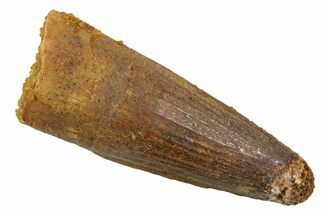 Juvenile Fossil Spinosaurus Tooth - Real Dinosaur Tooth #345882