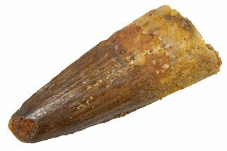 Juvenile Fossil Spinosaurus Tooth - Real Dinosaur Tooth #345886