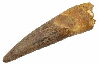 Juvenile Fossil Spinosaurus Tooth - Real Dinosaur Tooth #345895