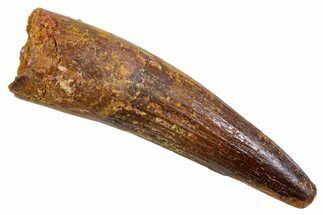 Fossil Spinosaurus Tooth - Real Dinosaur Tooth #345901