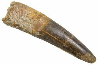 Fossil Spinosaurus Tooth - Real Dinosaur Tooth #345904