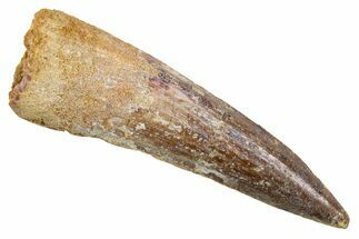 Fossil Spinosaurus Tooth - Real Dinosaur Tooth #345913