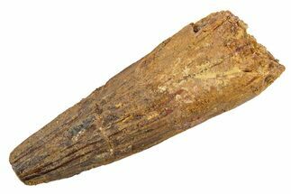 Fossil Spinosaurus Tooth - Feeding Worn Tip #345916