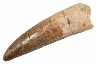 Fossil Spinosaurus Tooth - Real Dinosaur Tooth #345932