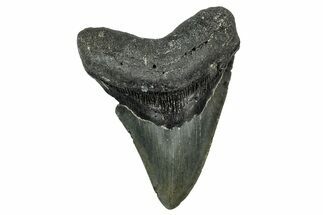 Serrated, Fossil Megalodon Tooth - North Carolina #345674